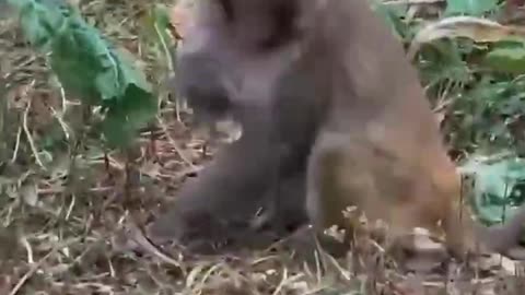 The monkeys are playing in the vegetable garden, so cute