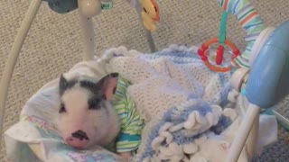 Spoiled piglet loves napping in baby swing