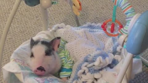 Spoiled piglet loves napping in baby swing