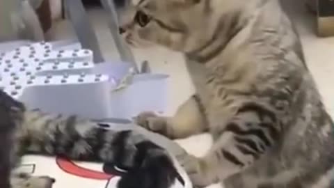 funny cat video - very funny cat video.