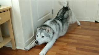 Compilation of husky's patented stretch slide