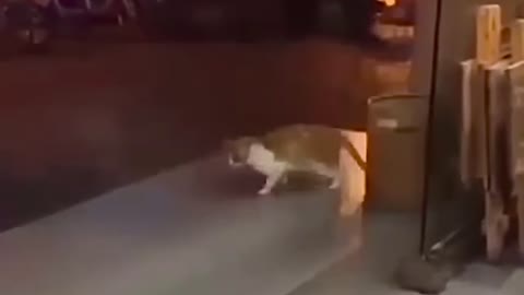 cat doing the moonwalk