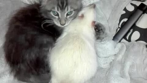 Maine Coon Kitten Grooming His Adopted Rat Brother