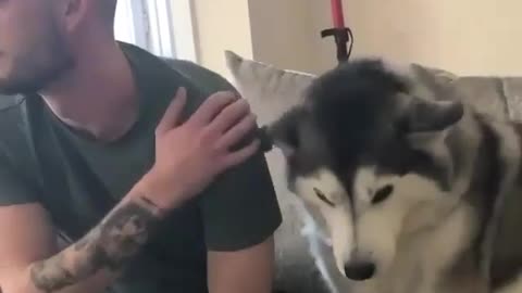 Cute husky loves to be cuddled