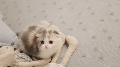 Cute kitten, see how cute he is