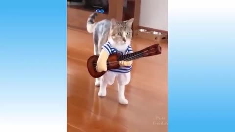 Funny cat video dog video