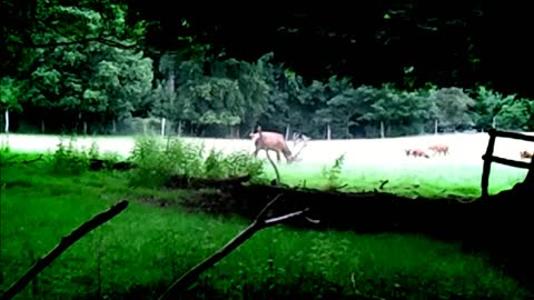 An imposing stag with big antlers grazes in Germany - July 12,2021. Video
