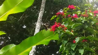29.6.2024 Cairns Birdwing Butterfly