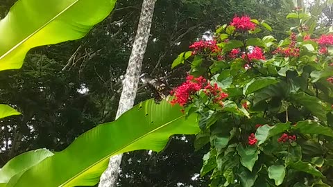 29.6.2024 Cairns Birdwing Butterfly