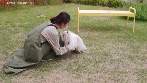 Silky hair Pet named Silk |- Grooming Session