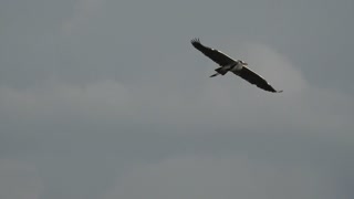 Watch the heron king bird flying