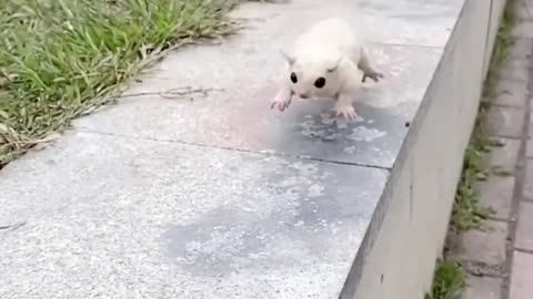 Meet our new tiny friend at the "Cute Sugar Glider Pet Home" 🏡🐿️✨