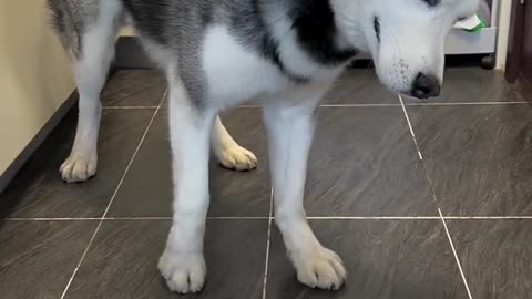 Happy Circle Husky