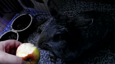 The rabbit eats the apple with great appetite from its owner's hand