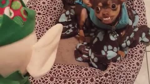 Grinch-like dog really hates elf toys