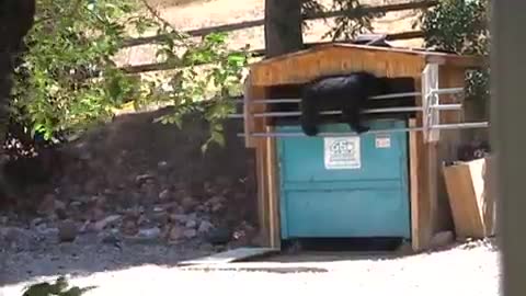 Black Bear Breaks Into Locked Garbage Bin While Woman Yells At It