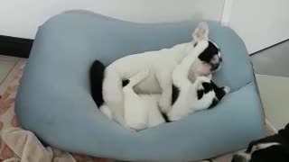 Jealous Frenchie watches puppy and kitty cuddle together