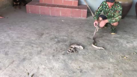 snake kills cat