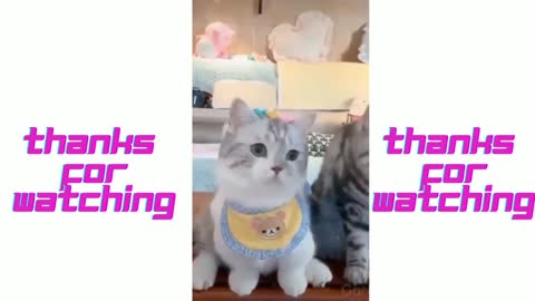 Top Funny Cats and Kittens Playing, Dancing Epic Compilation