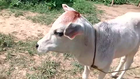 Cute BABY COW | Don't Understand English Language | 🤣🤣Come Come Come