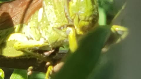 Large +2in. long Grasshopper in Azalea bush