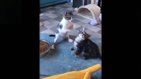 two kittens playing - animal funny cute