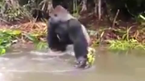 Angary gorilla through water to board guys!funny