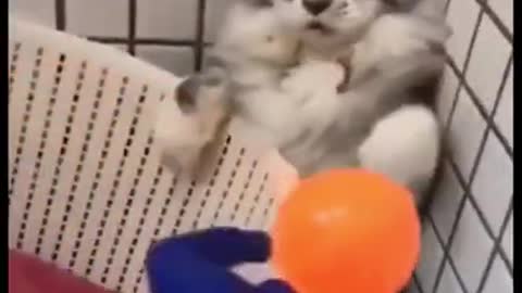 Os Cachorros e Gatos mais Engraçados do Mundo! #004