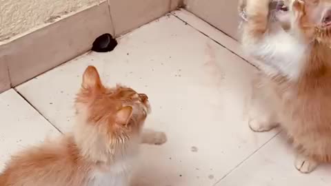 Twin cats playing and try to eat rat | Funny two cats video