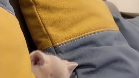 cute baby cat