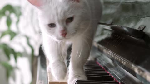 A cat plays the piano