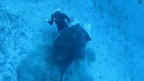 Stingray Encounter At Thirty Meters Deep 😱😱😱