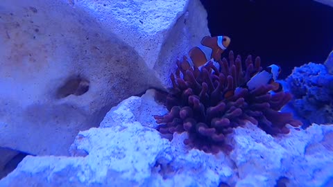 SEA AQUARIUM ANEMONE BBT RAINBOW