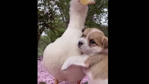 Puppy duck love