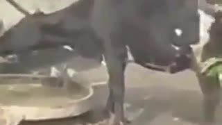 cow in india seen using a pump