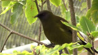 Hilarious New Zealand Bell Bird
