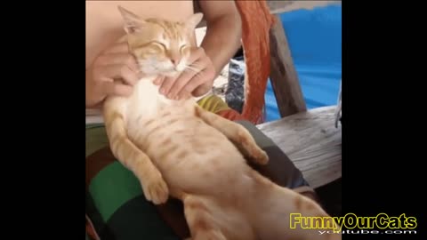 So funny and cute cats
