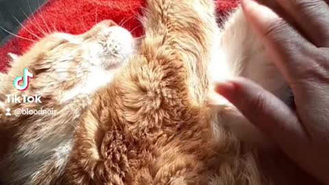 Cute older kitty getting loving and sunbeams