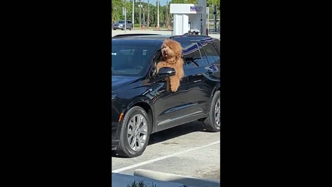 🐶 Big funny dog behaves like a car driver in a parking lot 😂🥰️