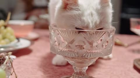 Cat drinking water in glass