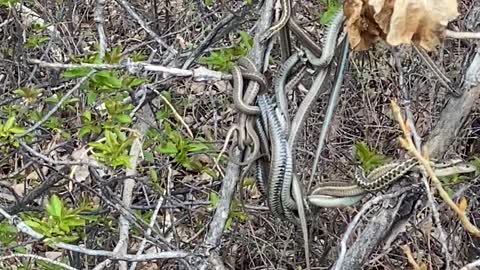 A Classic Montana Snake Ball