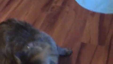 Cat Vs Laser Pointer 🐈 😂 - Funny Animal Reaction Videos