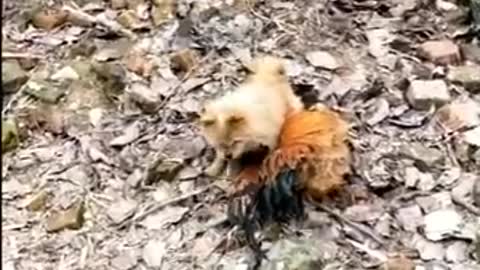 Chicken Vs Dog Fight - Best Funny Dog Fight Videos