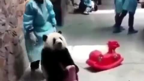 Cute Baby Panda On A Rocking Horse