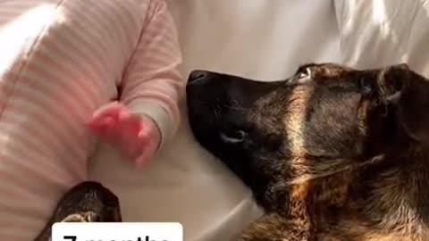 what a beautiful love between a dog and a baby