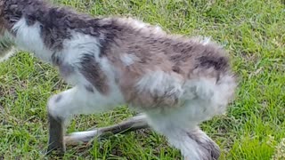 Beatiful New Born Donkey Foal Trying to Stand Up. part 3