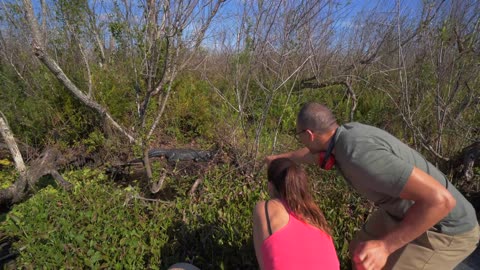 Couple Pointing Out Alligator, Everglades Tour, Slow Motion