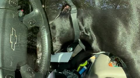 Dog Locked In Truck Fetches Keys From Ignition