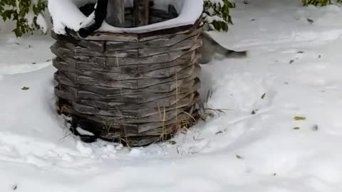 Cute Husky Puppy's First Big Snowfall!