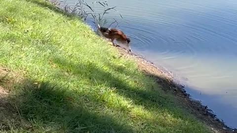 Ducks playing in the water